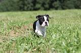 BOSTON TERRIER 108